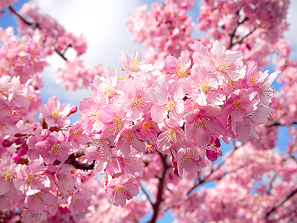【淀】春一番！桜を知り尽くした吉村と、超早咲き桜彩る淀城下町めぐり～ダイナミックな地形改造、畿内最大級の近世城郭、水辺を染める河津桜～