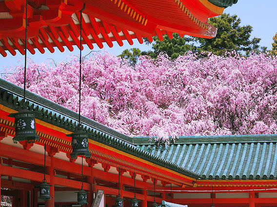 【平安神宮】桜花爛漫の平安神宮・非公開エリアへ！普段は入れない尚美館を特別拝見～造園家と名誉宮司がWガイド！七代目小川治兵衛3つの神苑、禁域の聖地まで～
