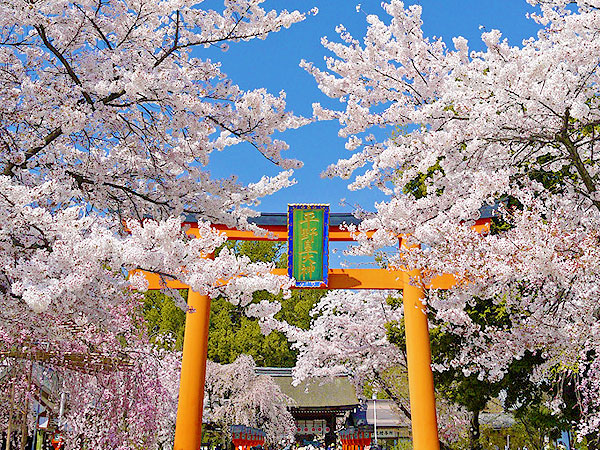 【平野神社】庭師とLet’sお花見！桜ふり注ぐ平野神社と北野天満宮へ～風格、可憐、艶やか…50品種の個性が咲き乱れる名物桜尽くし～