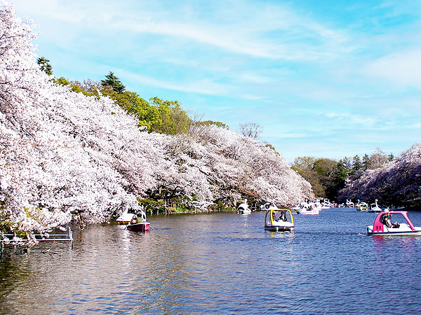 【吉祥寺】タモリさんを案内したガイドと吉祥寺凹凸ツアー！春に華やぐ弁財天へ～なぜ人は吉祥寺に住みたがるのか！？窪地にできた、武蔵野台地のオアシスへ～