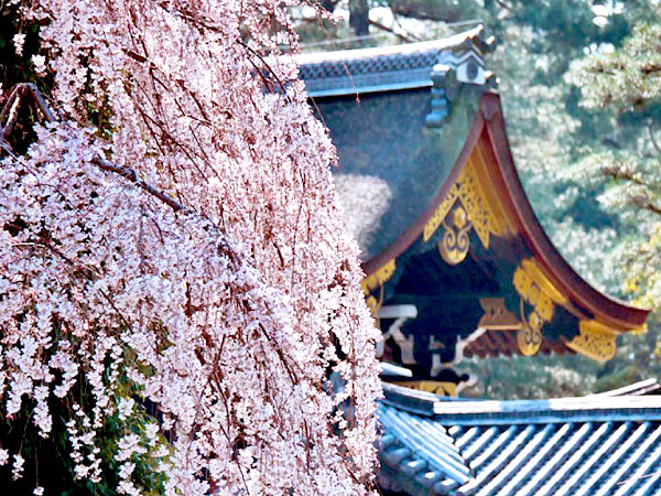 【京都御苑】桜に華やぐ京都御苑さんぽ、庭師と公家町にできた巨樹の森へ～近衛家の糸桜から紅白の桃林、九条家の梅、天皇の御車返し桜まで～