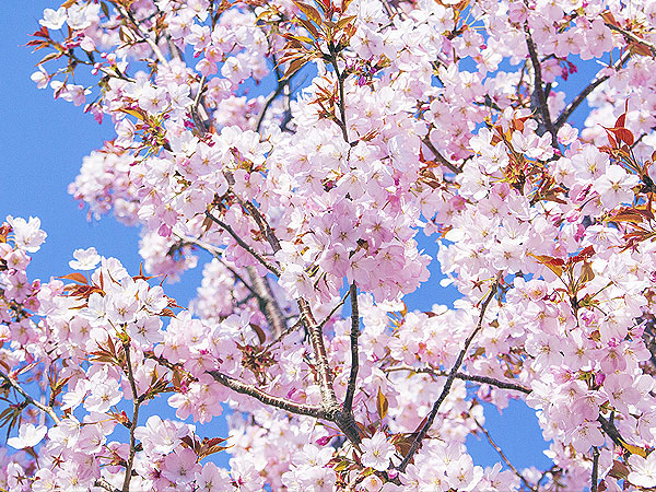 【牧野富太郎】植物愛が止まらない！林学博士と「植物の愛人」旧邸＆庭園めぐり～春らんまん、全国のオモシロ植物が大集合！天才植物学者の波乱万丈ものがたり～