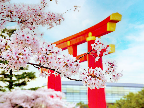 【岡崎】桜に包まれる南禅寺界隈、岡崎女子とLet’s桜たび～圧巻の枝垂れ桜が続く別荘街、疏水・桜の回廊、秘密のマイベスト桜～