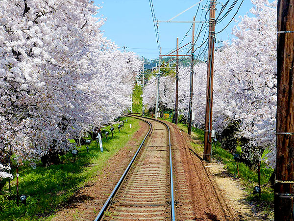 【桜ミステリー・嵐電編】桜を知り尽くした吉村と、その日一番の桜へ！～色づき・天気・人出から、ベスト桜をご案内～