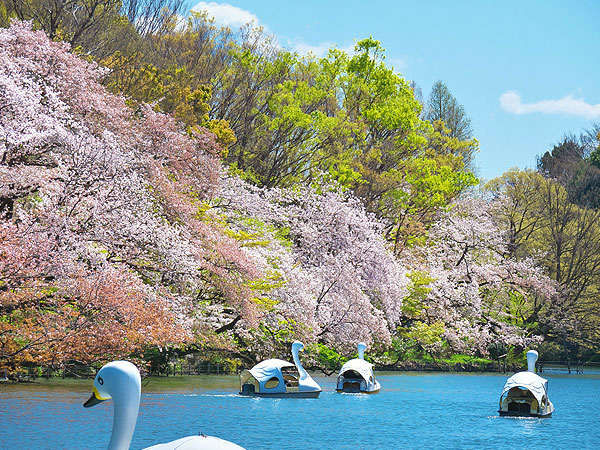 【石神井公園】桜花爛漫の三大湧水池へ！春に華やぐお屋敷街凹凸ツアー～50m崖線スリバチ地形！？秘境の天然記念物、湖畔に佇む中世城跡まで～