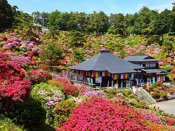 【塩船観音】ツツジが埋め尽くす茅葺きの山寺、建築史家と観音の楽園へ～特殊な“虎葺き”屋根、圧巻のツツジ2万本、奇跡的に残った武蔵国の原風景～
