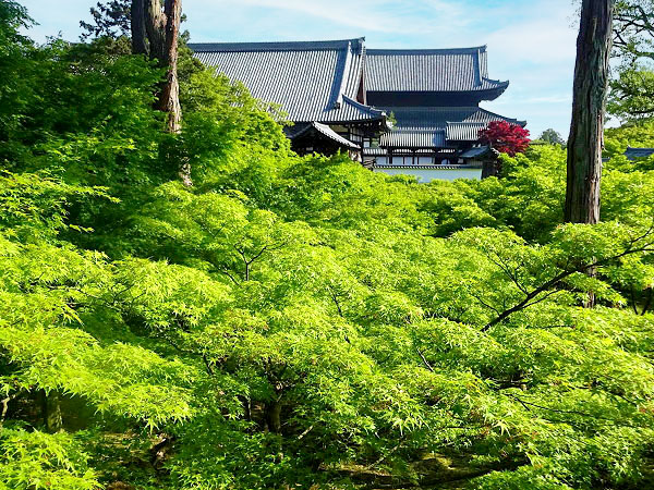 【東福寺】庭師とめぐる東福寺、青もみじの大海を渡る～三浦が贈るマイベスト新緑、相対する池泉式庭園と枯山水～