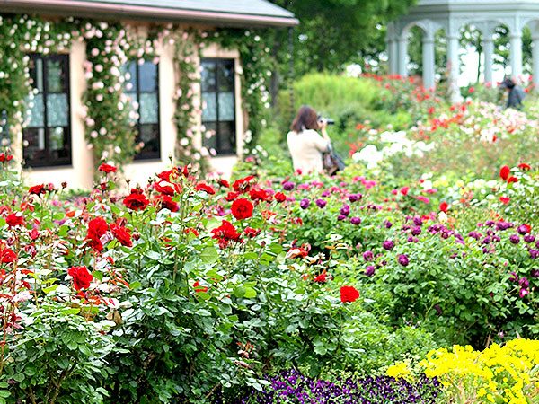 【サロン限定】烏賀陽さんといく湖国の迎賓館、バラ咲き誇る英国式庭園へ～岡田信一郎の傑作・旧琵琶湖ホテル、絶景を望むコースランチ付き～