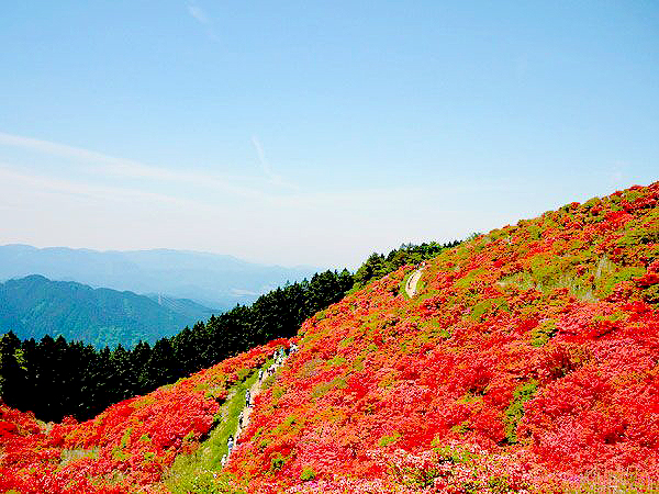 【葛城高原】圧巻の一目百万本、山肌を真っ赤に染めるツツジの大群落・葛城山へ～360度絶景の大パノラマ、新緑きらめくブナの天然林を越えて～