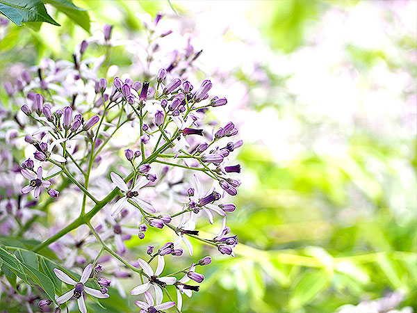【牧野富太郎】植物愛が止まらない！林学博士と「植物の愛人」旧邸＆庭園めぐり～春らんまん、全国のオモシロ植物が大集合！天才植物学者の波乱万丈ものがたり～