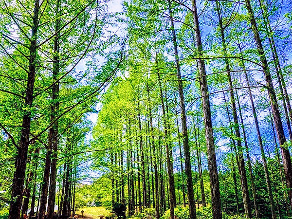 【大阪公立大学植物園】新緑メタセコイアの聖地！森の案内人と大阪最大の植物園へ～復活した2,000万年前の森！4つの尾根に3つの谷、壮大すぎる植物の楽園をいく～