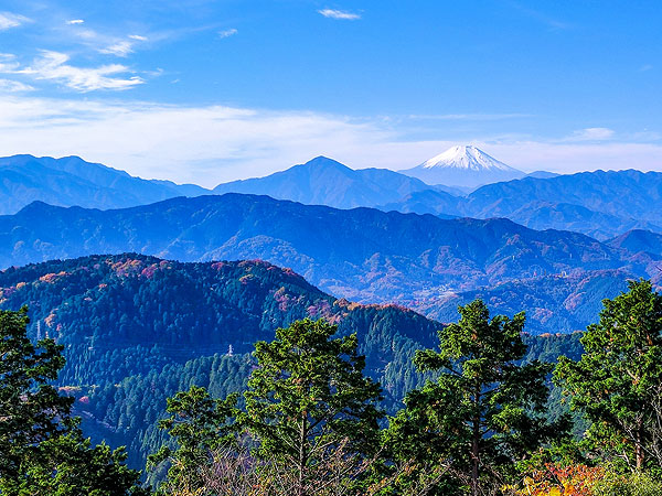 【高尾山】森の案内人と新緑トレッキング！樹齢700歳の巨樹連なる天狗信仰の霊山～みんな大好き高尾山☆ここが気候帯の境目！？原始の姿が広がる奇跡の森をいく～