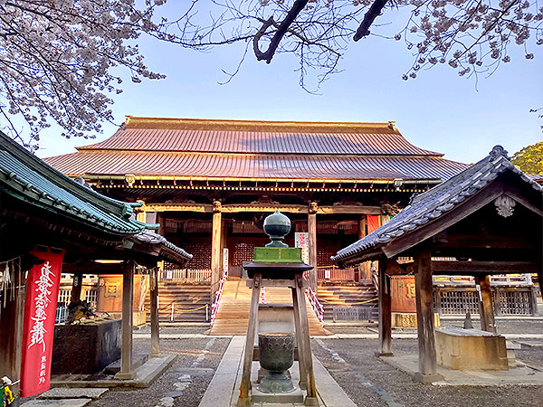 中山法華経寺】ズラリ重文、古建築の宝庫！建築史家と桜に染まる日蓮宗