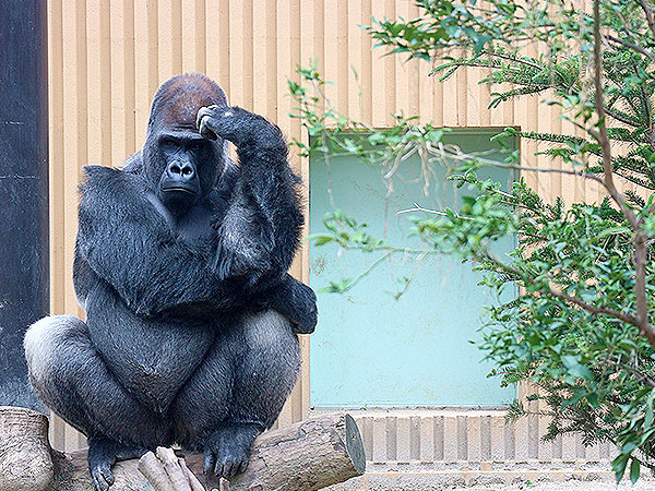 【動物園】大人の動物園探検ツアー☆バックヤード見学付き～ゾウに興奮！ゴリラに感動！飼育員さんと巡る京都市動物園～