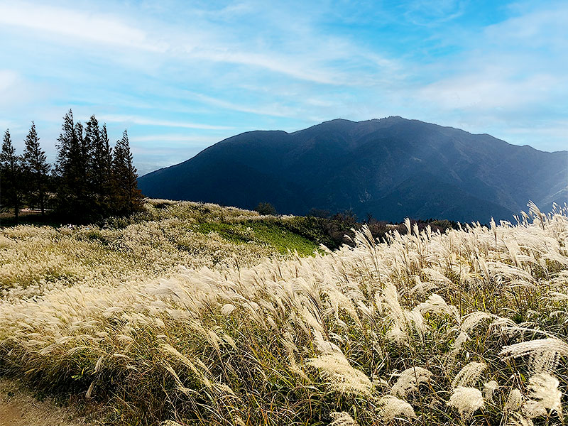 【葛城高原】黄金に輝くススキの大海原へ！森の案内人と秋の葛城山ハイキング～360度絶景の大パノラマ、修験道の霊峰、ブナの天然林を越えて～
