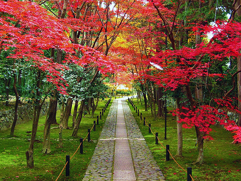 【嵯峨】嵯峨が紅葉に染まる時、ゆるり名刹・穴場めぐり～紅葉の参道が誘う鹿王院から車折神社、斎明神社、渡月橋まで～