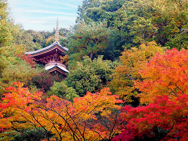 【泉涌寺】紅葉と菊が織り成す格式高き御寺、古刹を彩る秋絵巻～絶世の美女観音、夢の浮橋、御座所、今熊野観音寺まで～