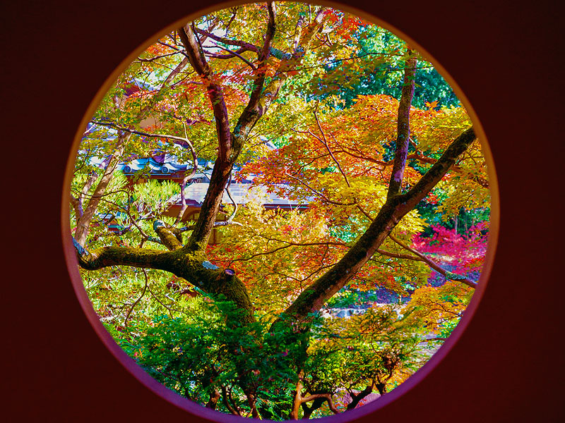 【紅葉寺】神仏習合の古刹を貸切拝観！石清水八幡宮から逃れた貴重な仏像群～平安の八幡菩薩、鎌倉仏の愛染明王…深紅に染まる八幡の古寺巡礼～