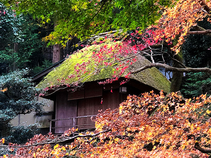 【月心寺】おにわさんと紅葉の非公開庭園へ、東海道随一の名所“走井”の名庭～橋本関雪が描く“一如不二”の別邸、秋の静寂が包む相阿弥の池泉庭園～