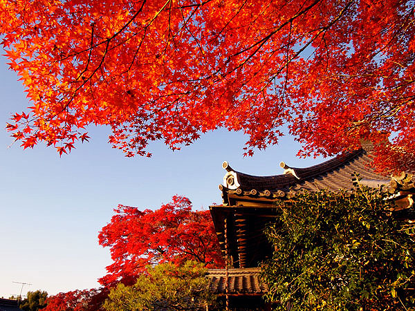 【紅葉ミステリー・嵐山編】紅葉を知り尽くした吉村と、その日一番の紅葉へ！～色づき・天気・人出から、ベスト紅葉をご案内～