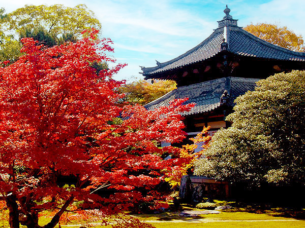 【鹿王院】“元金閣”の扉が開く！紅葉の穴場名刹めぐり、吉村がこっそりご案内 ～芸能人ずらり車折神社、深紅とコケが包む鹿王院、安倍晴明の聖地まで～