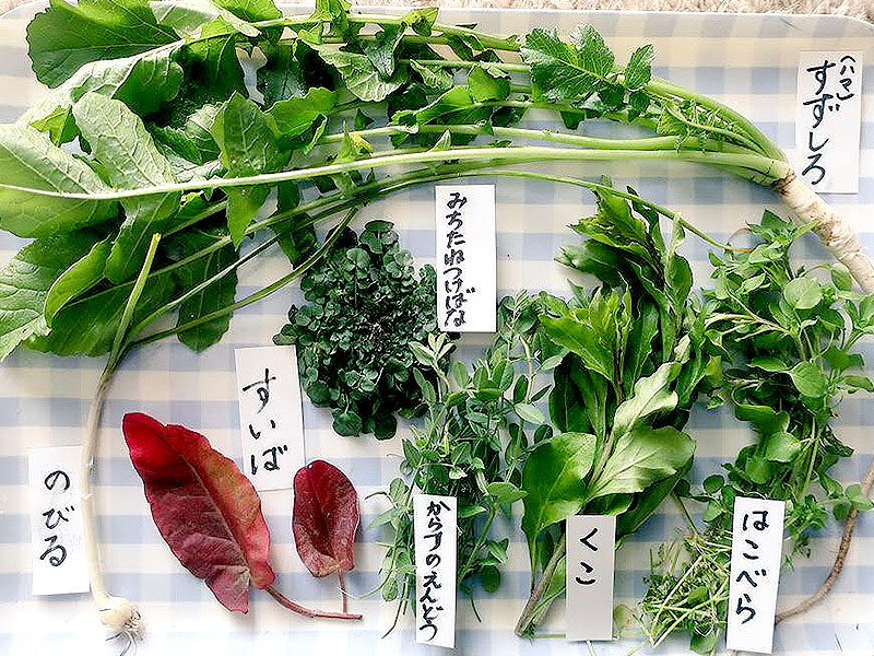 【春の七草】都会の野草天国、多摩川へ！野草生活のんさんと食べられる新春七草探し～野草の宝庫“タマゾン川”！？植物たちが芽吹きだす、多摩川を五感で味わう～