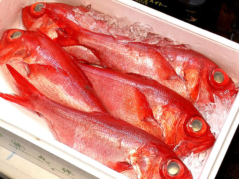 【木津市場】木津の“おさかなクン”と、高級鮮魚を食べ比べ＆真剣勝負の朝市セリ体験～天下の台所に集まる魚を徹底レクチャー！市場探検からプロの目利き伝授まで～