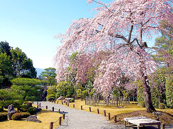 【東山】東山がいちばん華やぐ時、ゆるり美桜さんぽ～桜に染まる円山公園、知恩院友禅苑、誰にも教えたくない穴場の桜～
