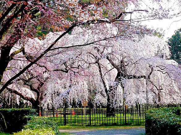 【京都御苑】天皇も愛でた一面の糸桜、通常非公開の宝鏡寺を特別拝観～姫君が暮らした人形寺から京都御苑・近衛邸跡まで、格式高き4ヶ寺をめぐる～