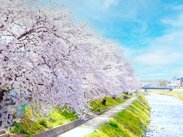 【鴨川デルタ】桜咲く“鴨川デルタ”を大解剖！モダン京都のお屋敷街＆名橋めぐり～京都のランドマークはどうできた？武田五一2つの橋梁、憧れの高級住宅街まで～