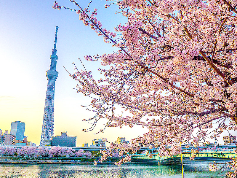 【向島】女性噺家・三遊亭遊七といく、桜の向島＆寄席貸切で落語会〜:名作落語の舞台へ！墨堤桜まつり、赤線跡、長命寺の絶品桜もち付き〜