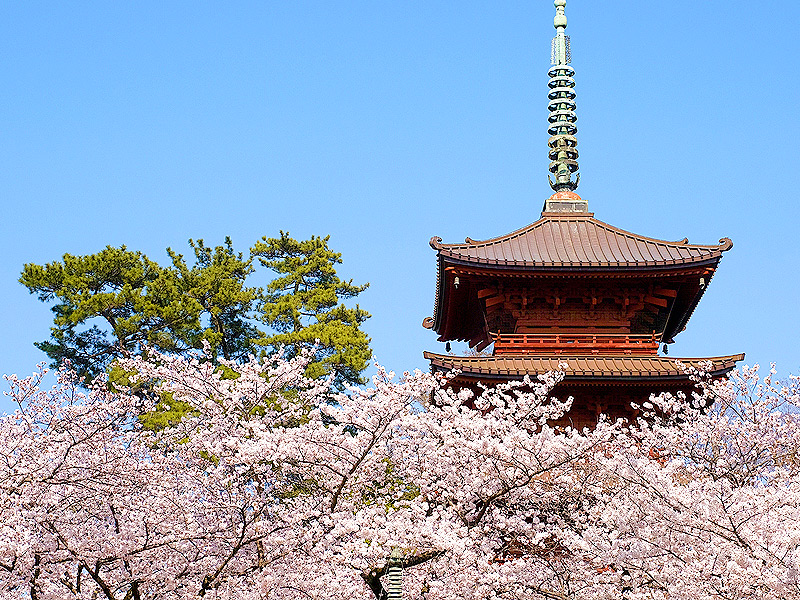 【中山法華経寺】ズラリ重文、古建築の宝庫！建築史家と桜に染まる日蓮宗大本山へ～極めて希少な“比翼入母屋造”とは！？伏見さんイチオシ格好いい傑作建築群～
