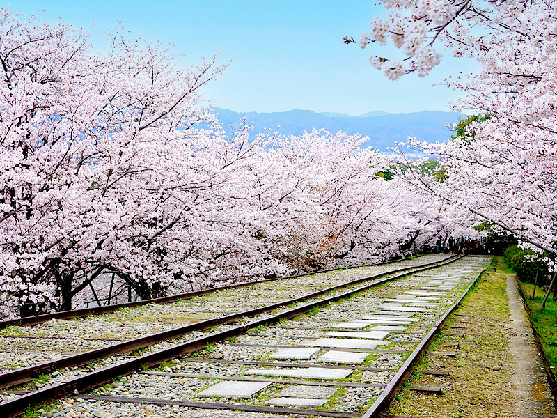 【南禅寺界隈】桜に包まれる日本屈指の別邸街へ、岡崎女子とLet’s桜たび～圧巻の枝垂れ桜が続く豪邸、疏水・桜の回廊、秘密のマイベスト桜～
