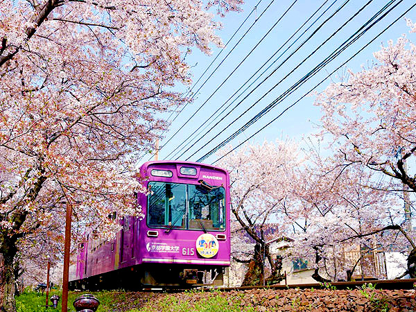 【嵐電】桜の嵐電ぶらり途中下車の旅、京都唯一の路面電車に乗って～レトロな駅舎、あゝ懐かしの踏切、桜のトンネルをいく～