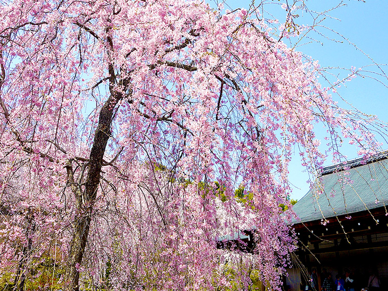 【嵯峨】苔と桜で一面春色！桜の穴場名刹めぐり、吉村がこっそりご案内～春の花まさに百花繚乱、天龍寺十境から常寂光寺、とっておきの穴場まで～