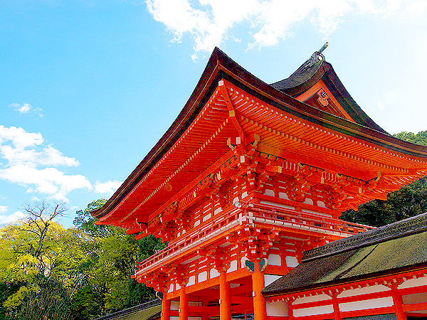 【下鴨神社】森の案内人と訪ねる奇跡の原生林、川が織り成す糺の森へ～太古より続く水の聖地、世界でも類を見ない森と信仰の関わり～