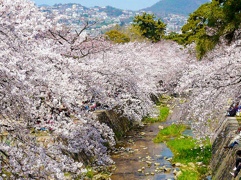 【夙川】桜咲く阪神間モダニズム、阪急VS阪神！激闘の舞台を巡る～鉄道が生んだ六甲山麓の豪邸街、甲陽園・苦楽園・香櫨園へ～