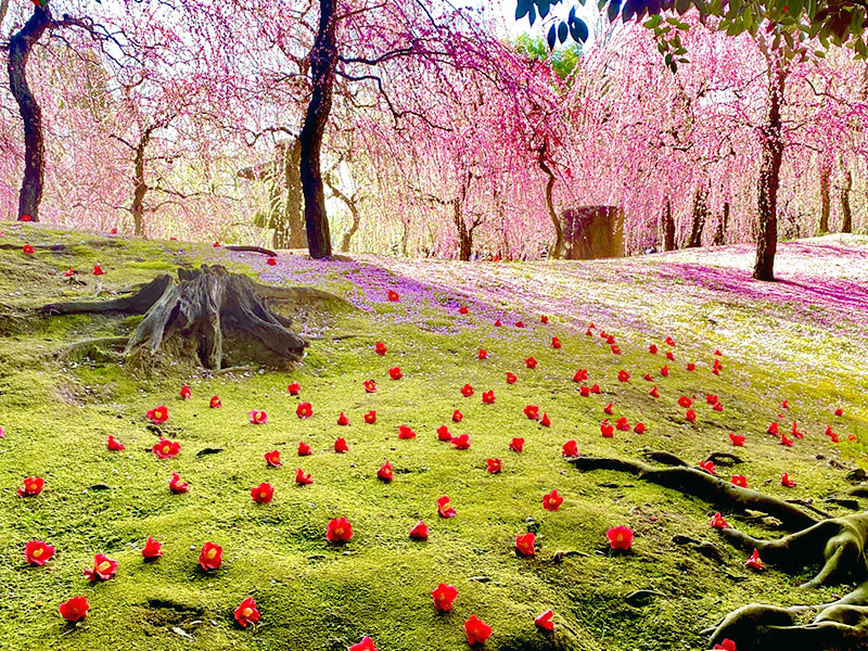 【鳥羽離宮】枝垂れ梅と椿で一面春色、庭師とめぐる城南宮神苑～春の山から平安の庭、源氏物語の草花たち…史上空前規模の離宮跡～