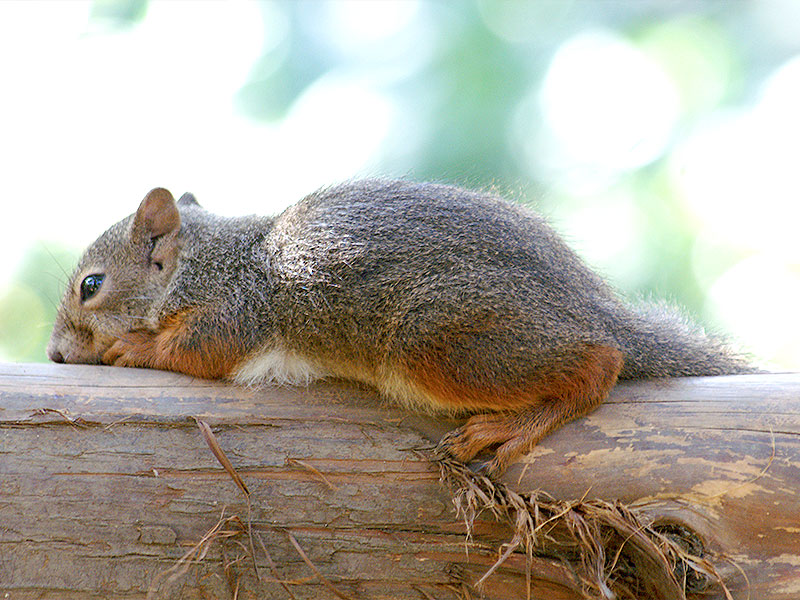 【動物園】野生生物のプロと、おもしろ動物ウォッチング！井の頭自然文化園へ～リスの小径、大放飼場、野鳥の森…東京の野生動物たちが大集合～