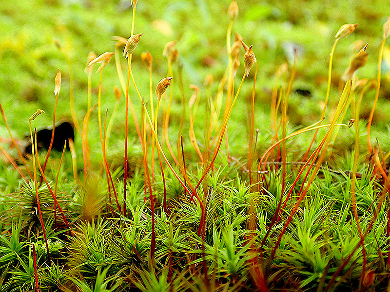 【南禅寺】京都もふもふコケめぐり☆コケ愛好家と、世界屈指の苔の宝庫へ ～足元に広がるミクロの森！一面のコケ絨毯、天授庵庭園からコケのお花見まで～