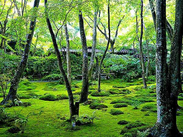 【奥嵯峨】森の案内人と春色ハイキング！苔に覆われた神秘の世界～祇王寺から化野念仏寺、無数の石仏に出会い深い森を越え、春の絶景をいく～