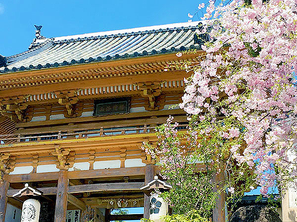 【総持寺】年に一度の秘仏特別御開扉！政田マリと、亀乗り千手観音の聖地へ～善女龍王、雨宝童子、不思議な不思議な御本尊…宮殿厨子がいま開く～