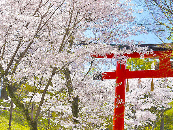 【宇治】桜の女神を祀るまち、宇治・しだれ桜尽くし～恵心院の三春滝桜、水面を彩る宇治川しだれ、縣神社・木の花桜まで～