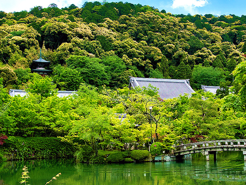 【天授庵】京都中の社寺を巡った吉村の“推し寺”へ！青もみじ輝く初夏の名刹めぐり～モダン枯山水と新緑の池泉庭園、永観堂の七不思議から見返り阿弥陀まで～