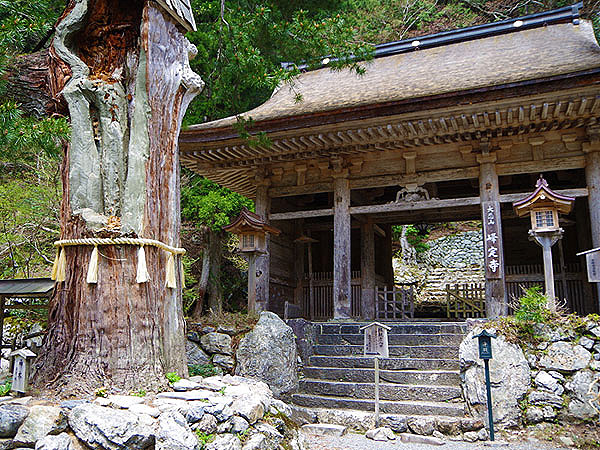 【花脊】高さ日本一、奇跡の三本杉！日本最古の懸造・峰定寺、貸切バスツアー～圧倒的な大自然！桂川の源流、秘境の観音霊場、樹齢1200年の三本杉まで～