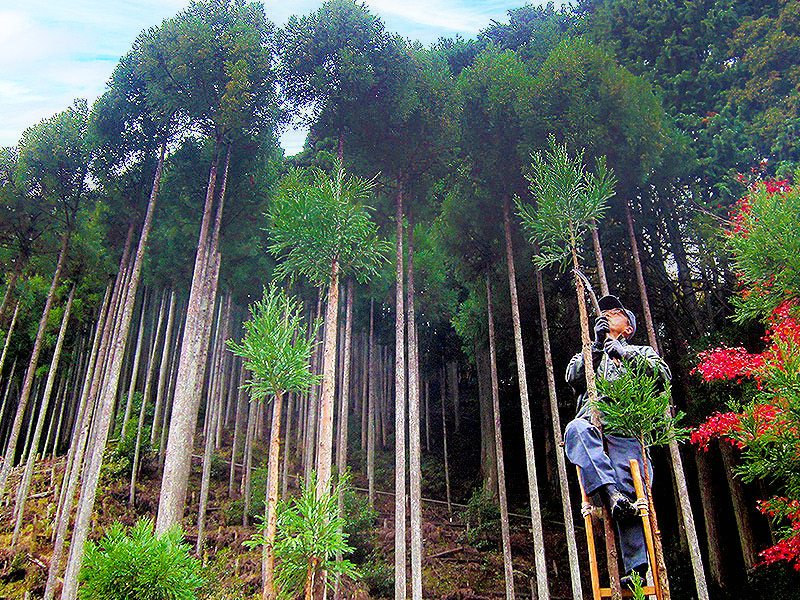 【北山杉】600年続く“杣人”のお仕事拝見！美林と清流の絶景、北山杉の里へ～熟練の枝打ち、巨大倉庫＆北山型民家の内部へ、囲炉裏を囲んでランチ付き～