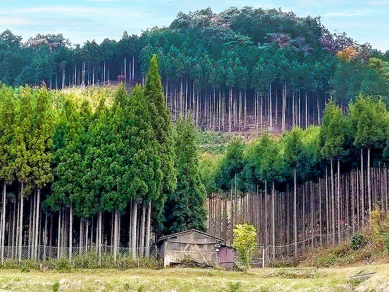 北山杉】600年続く“杣人”のお仕事拝見！美林と清流の絶景、北山杉の里