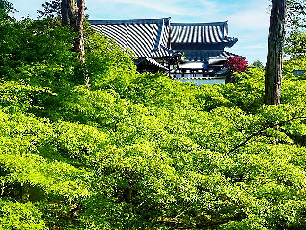 【東福寺】渓谷を埋め尽くす青もみじの大海原へ！庭師と中世の大伽藍をいく～室町時代の巨大三門、日本最古のトイレ、重森三玲の枯山水庭園まで～
