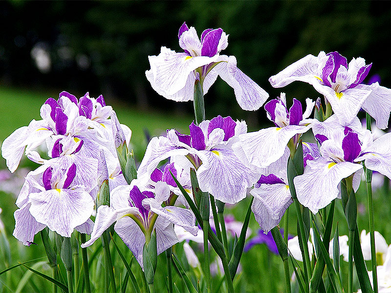 【向島】庭師と初夏の花咲き競う向島百花園へ！江戸の下町・植物ウォッチング:～紫陽花、蛍袋、花菖蒲…まさに百花繚乱！隅田堤から花街の路地裏ガーデンまで