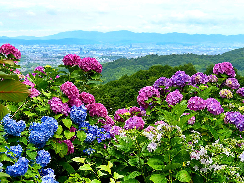 【善峯寺】紫陽花が埋め尽くす天空の山寺、ここでしか会えない絶景～山肌を染める花景色、京都を一望する観音霊場・善峯寺から三鈷寺へ～